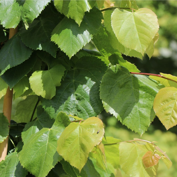 Tilia platyphyllos