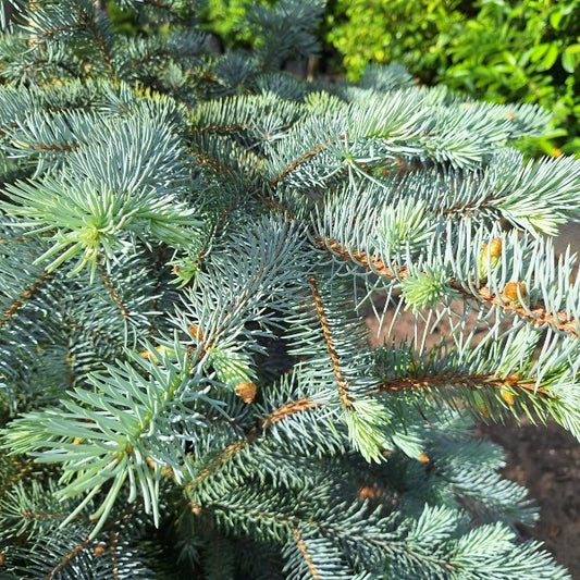 Picea pungens 'Blue Diamond'