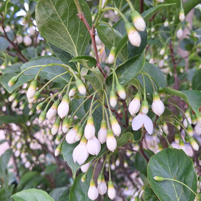 Styrax japonicus 'June Snow'