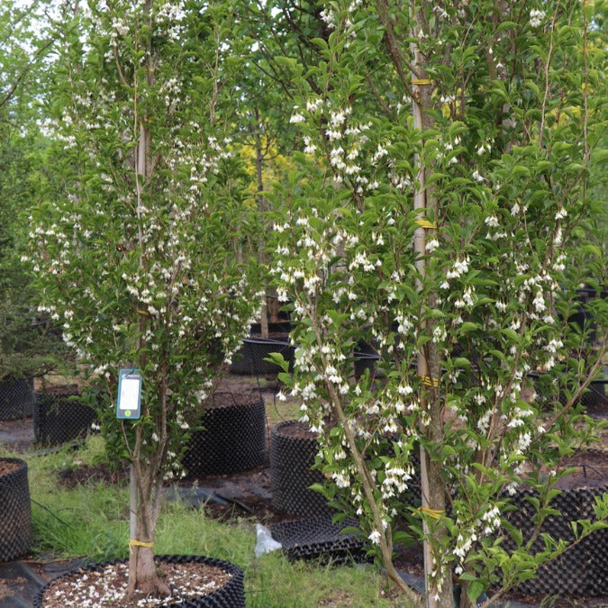 Styrax japonicus 'June Snow'