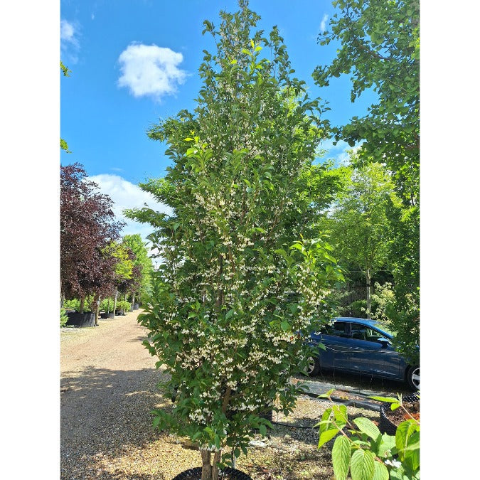 Styrax japonicus 'June Snow'