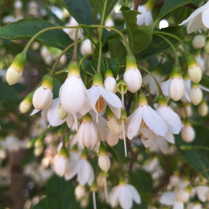 Styrax japonicus 'June Snow'
