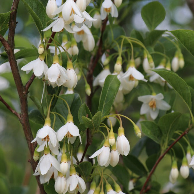 Styrax japonicus 'June Snow'