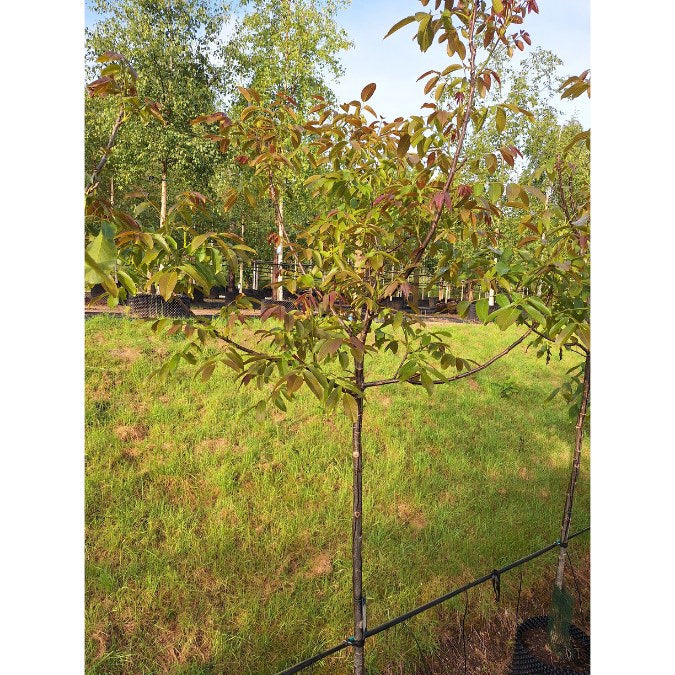 Juglans regia 'Parisienne'