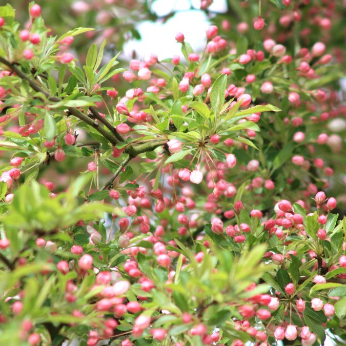 Malus toringo