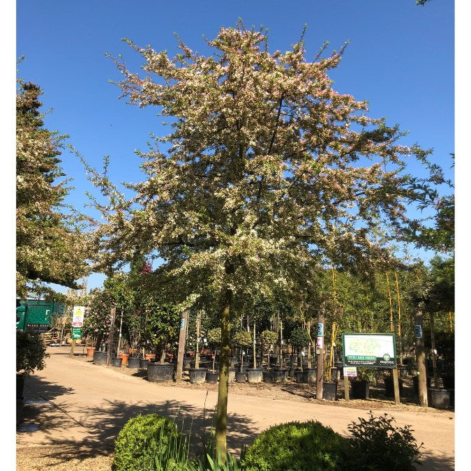 Malus toringo