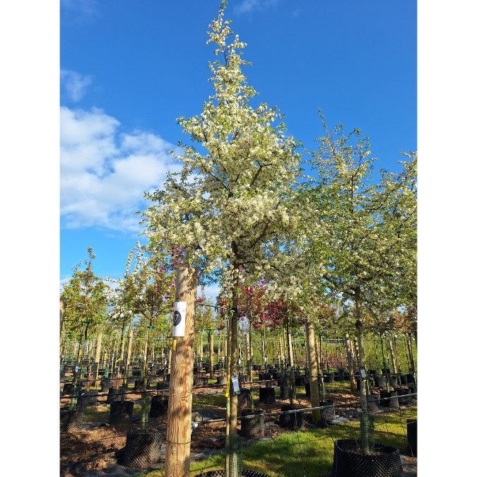 Malus toringo