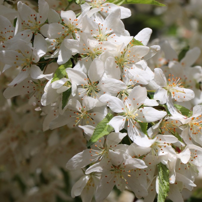 Malus toringo