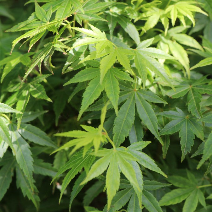 Acer palmatum 'Tsukasa Silhouette'