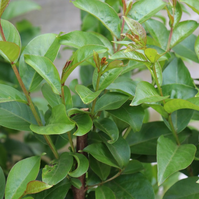 Lagerstroemia indica 'Matie Red'