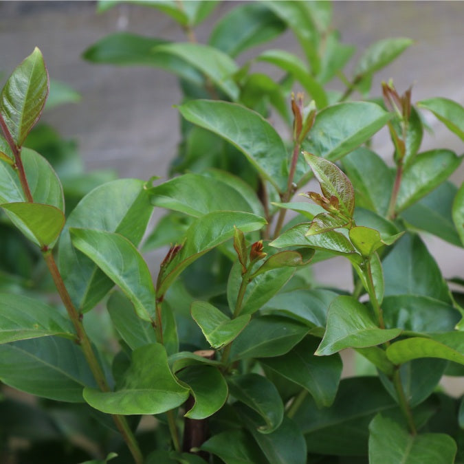 Lagerstroemia indica 'Matie Red'