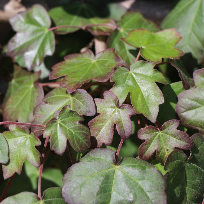 Acer campestre 'Red Shine' (Pleached)