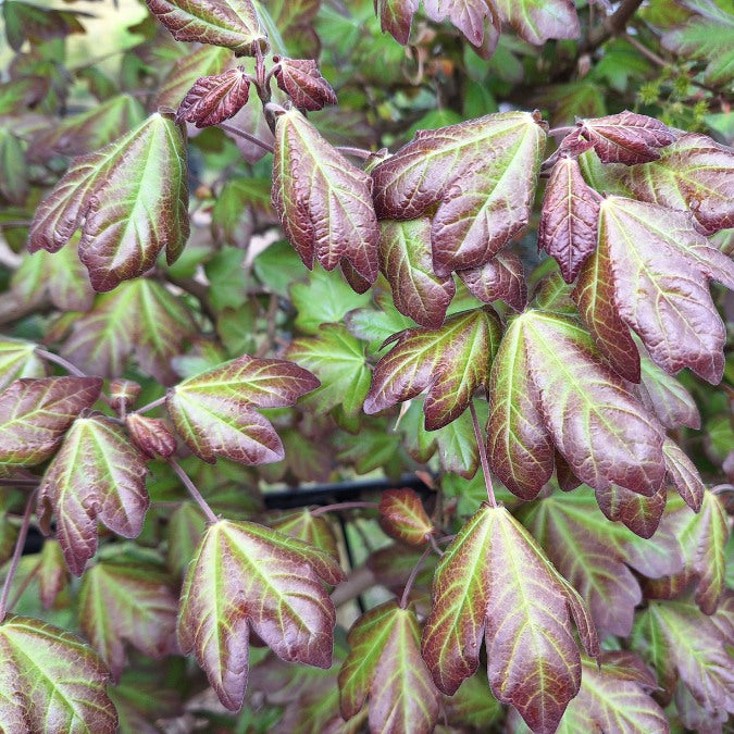 Acer campestre 'Red Shine' (Pleached)