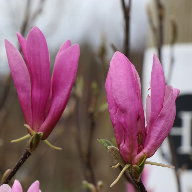 Magnolia 'Ricki'