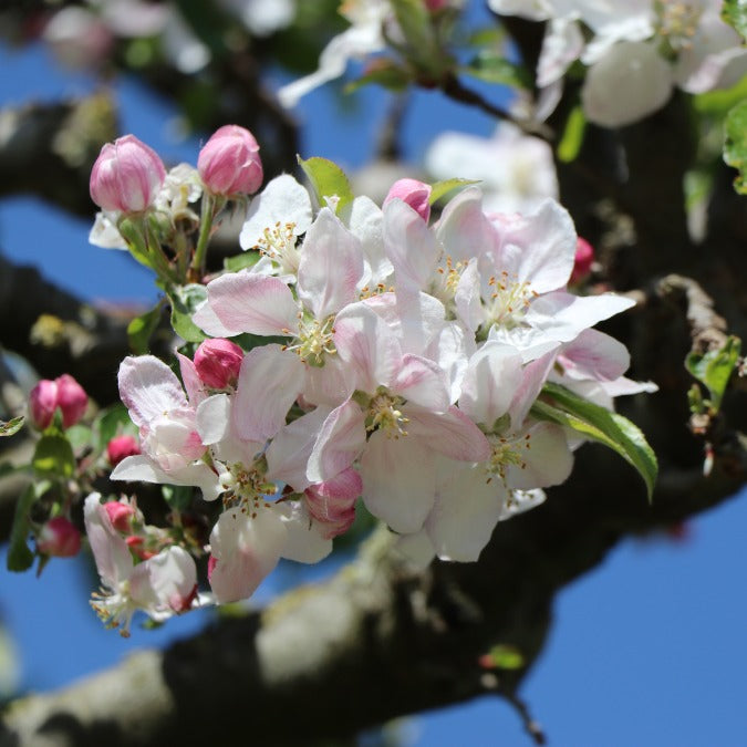 Malus domestica 'Delbarestivale'