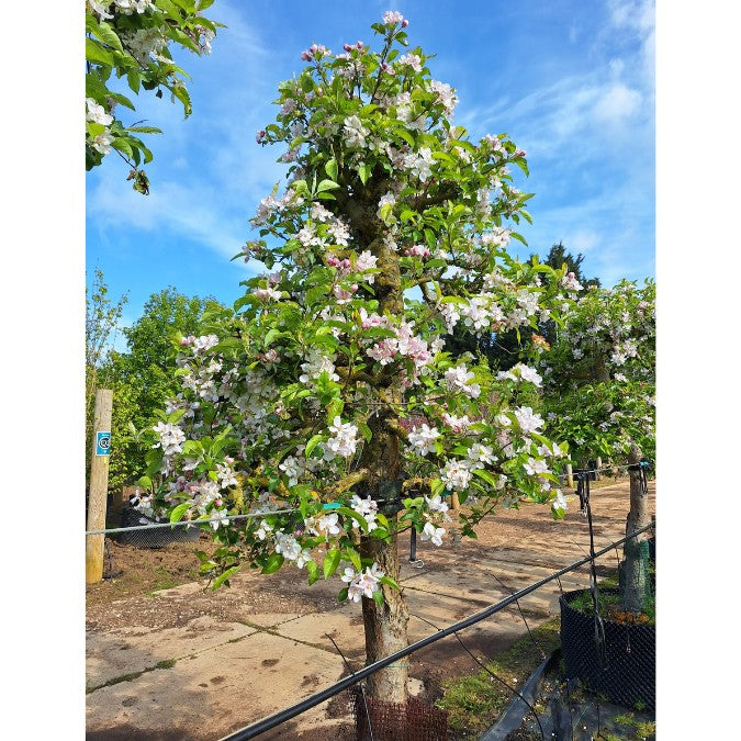 Malus domestica 'Delbarestivale'