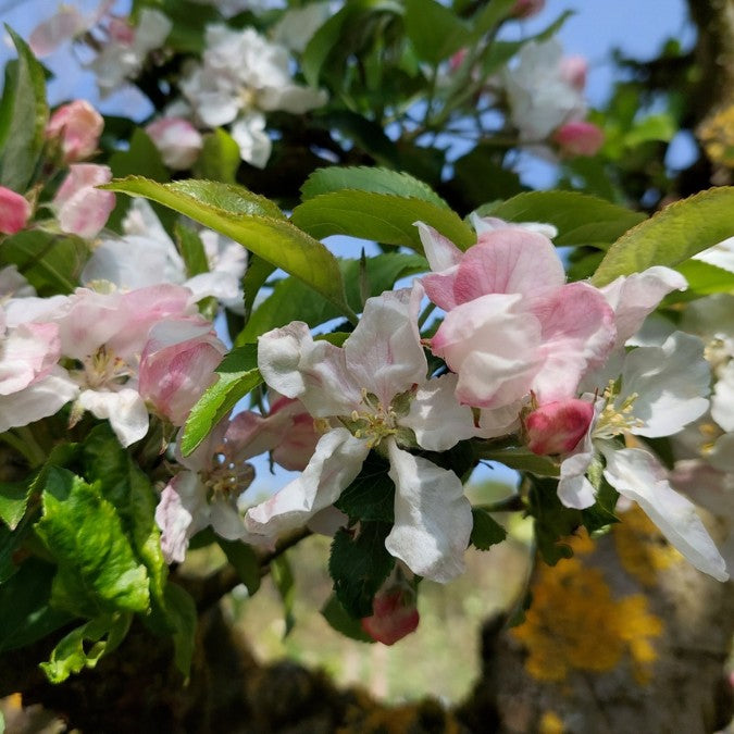 Malus domestica 'Delbarestivale'