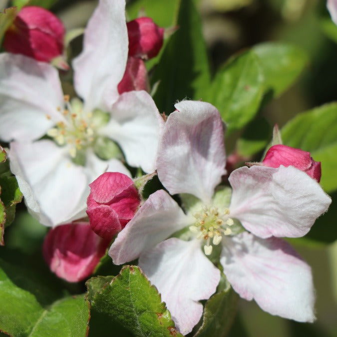 Malus domestica 'Delbarestivale'