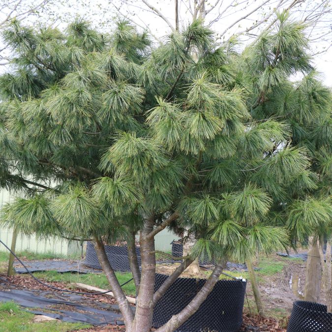 Pinus strobus 'Macopin'
