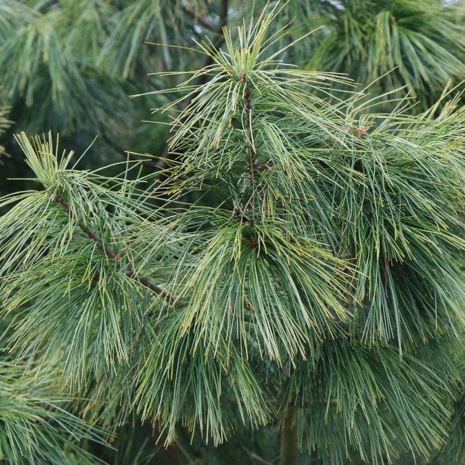 Pinus strobus 'Macopin'