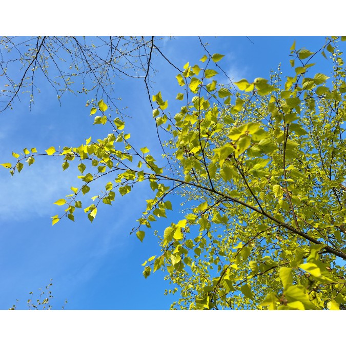 Betula pendula 'Schneverdinger Goldbirke'