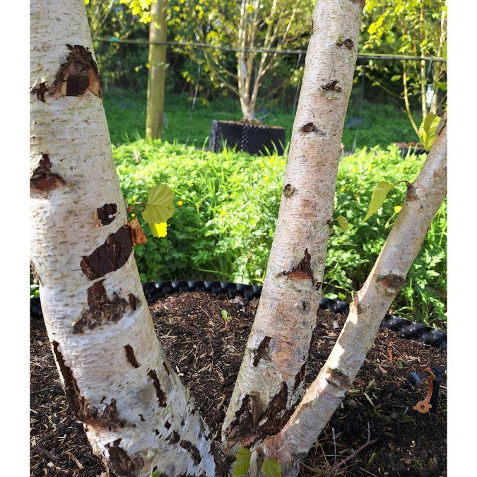 Betula pendula 'Schneverdinger Goldbirke'