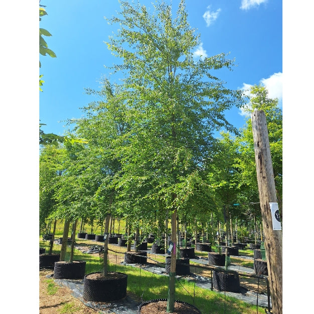 Carpinus fargesiana