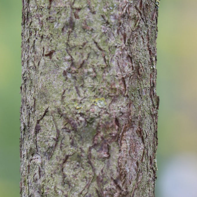 Ptelea trifoliata