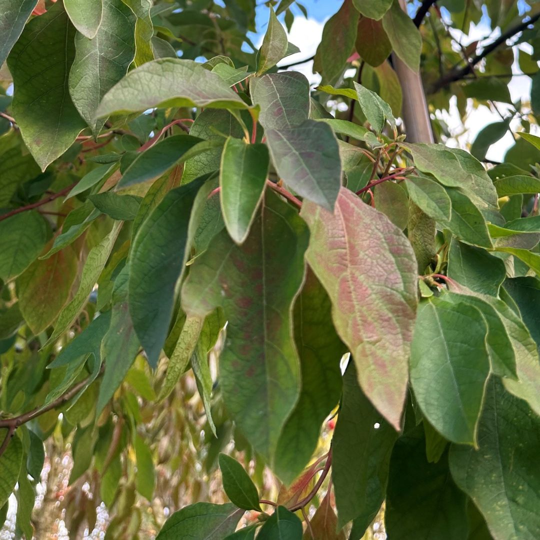 Sassafras albidum