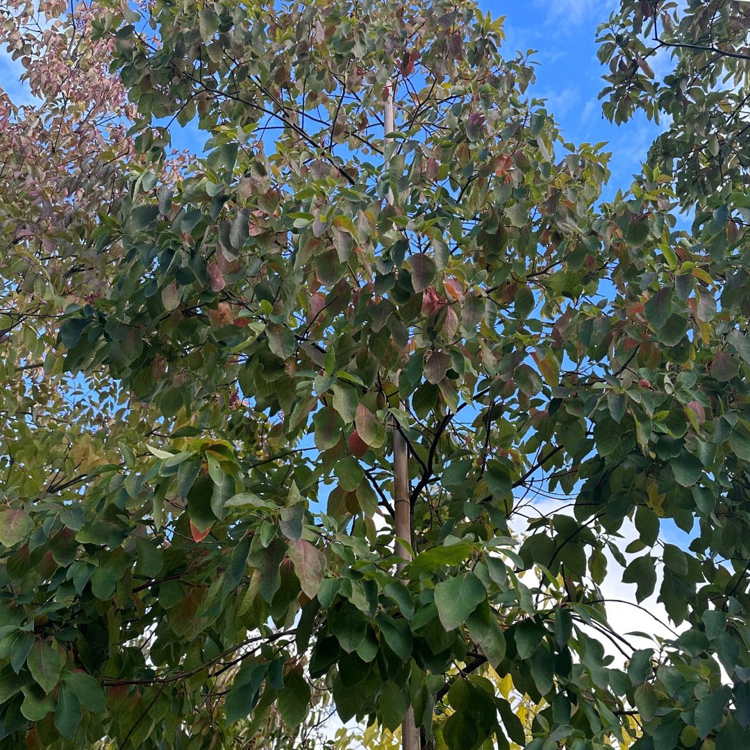 Sassafras albidum