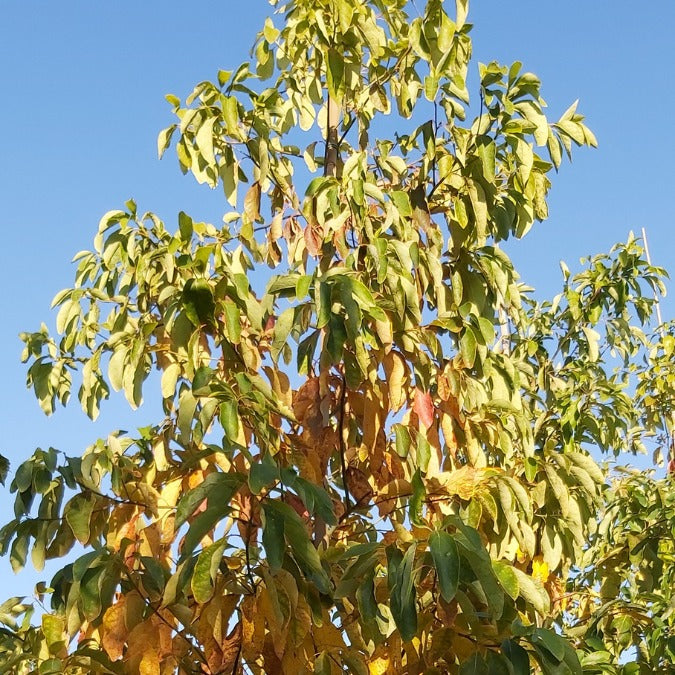 Sassafras albidum