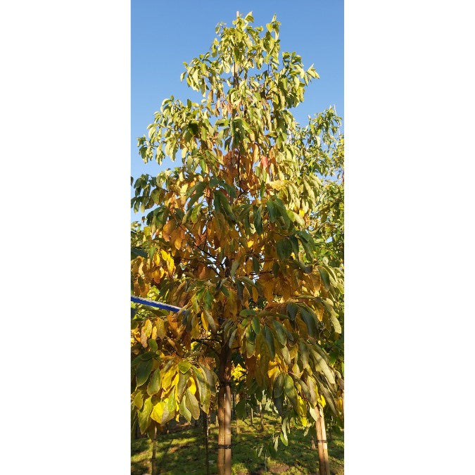 Sassafras albidum