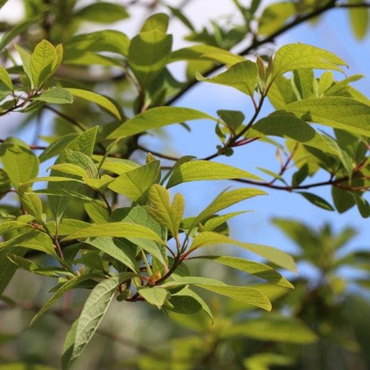 Sassafras albidum