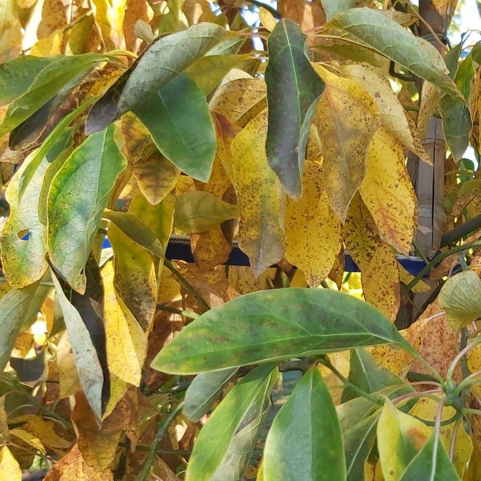 Sassafras albidum