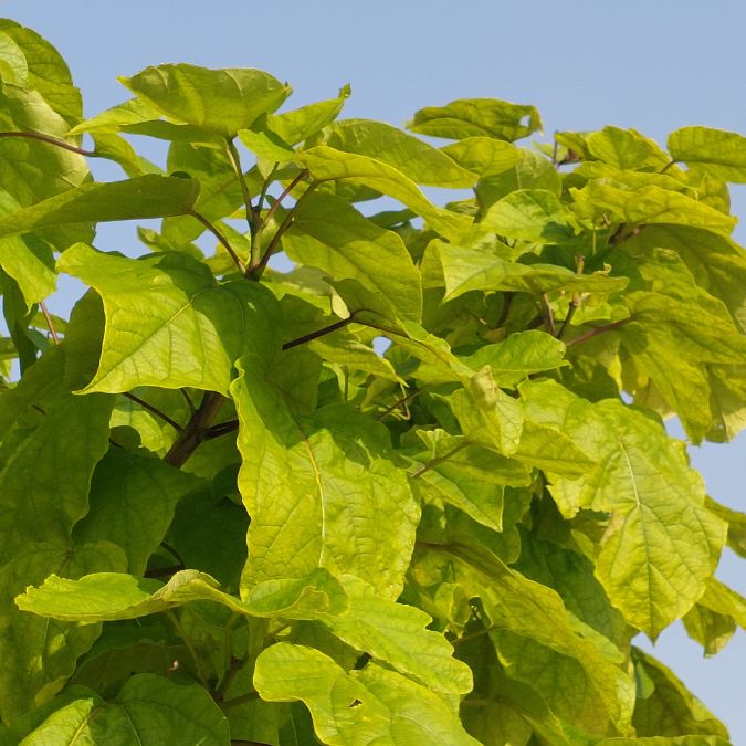 Catalpa speciosa