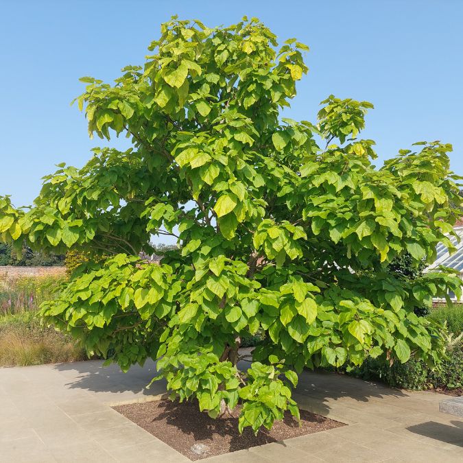 Catalpa speciosa