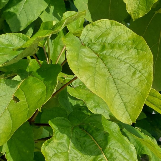 Catalpa speciosa