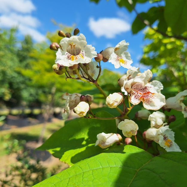 Catalpa speciosa