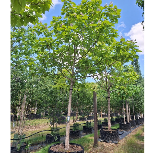 Catalpa speciosa
