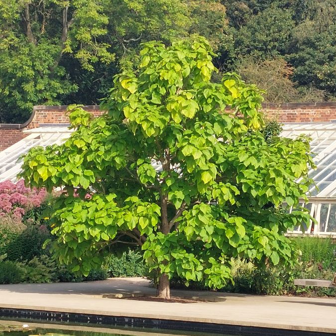 Catalpa speciosa