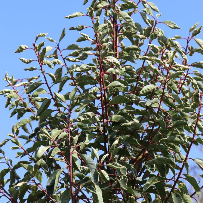 Prunus lusitanica 'Variegata'