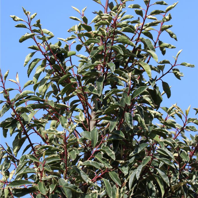 Prunus lusitanica 'Variegata'