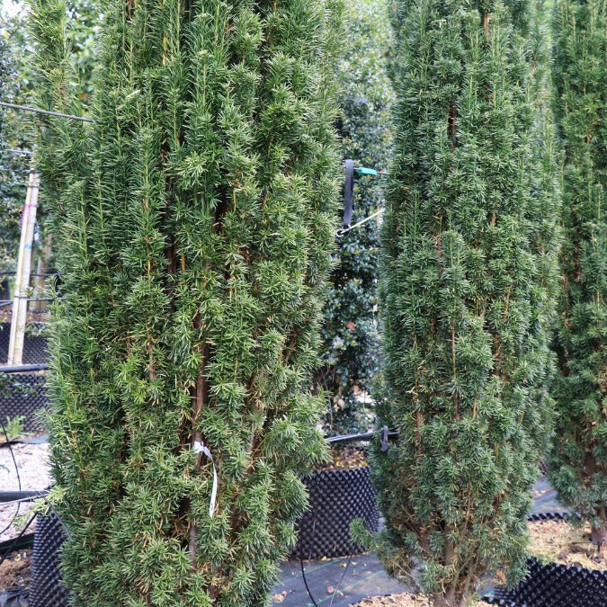 Taxus bac. 'Fastigiata Robusta' (Hedging)