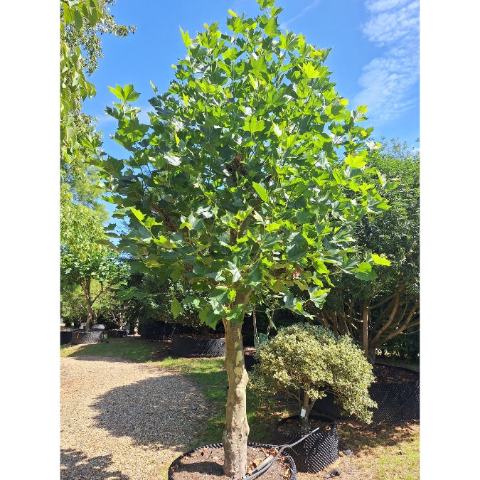 Platanus x hispanica (Pollarded)