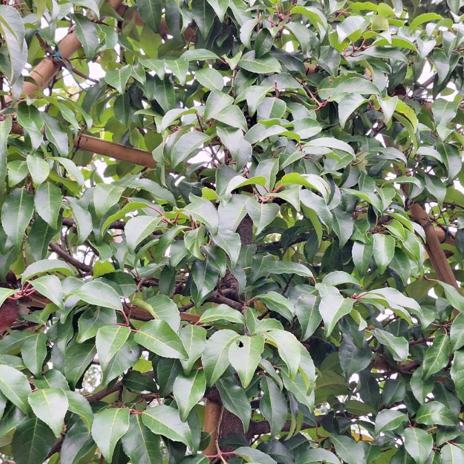 Prunus lusitanica 'Tico' (Pleached)
