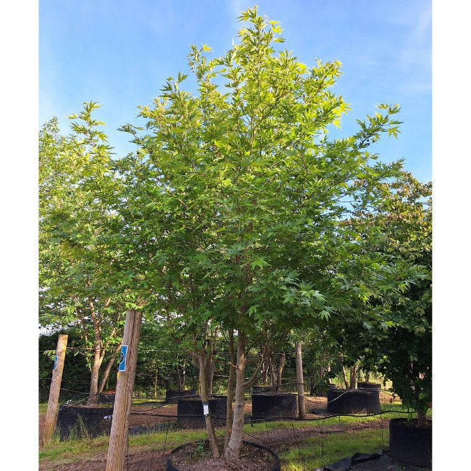 Platanus orientalis 'Minaret'