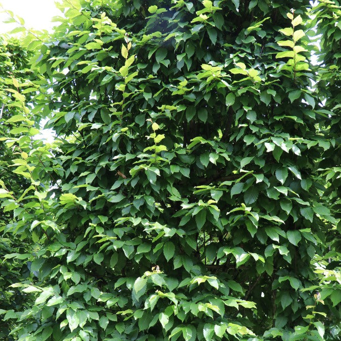 Carpinus betulus 'Albert Beeckman'