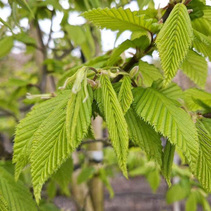 Carpinus betulus 'Albert Beeckman'