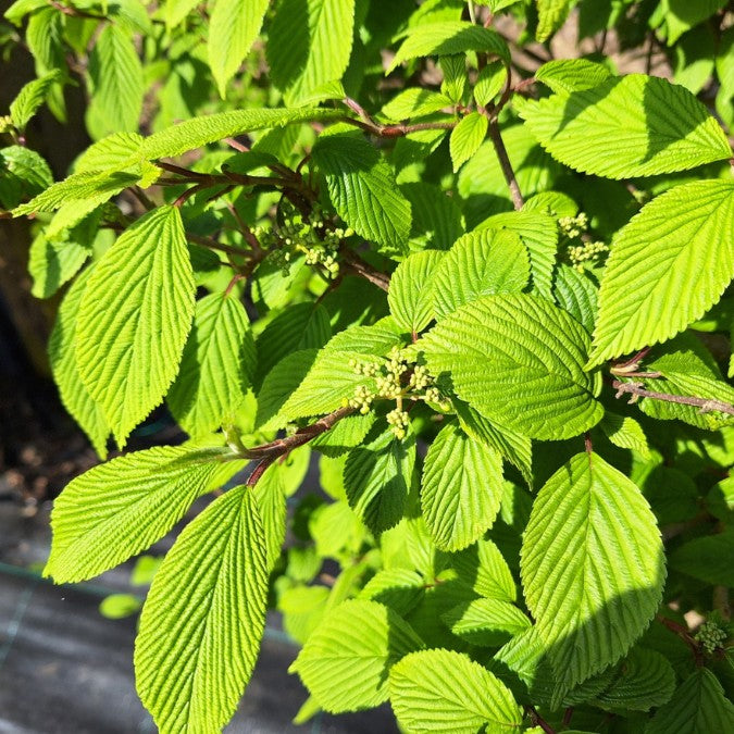Viburnum plicatum 'Saint Keverne'