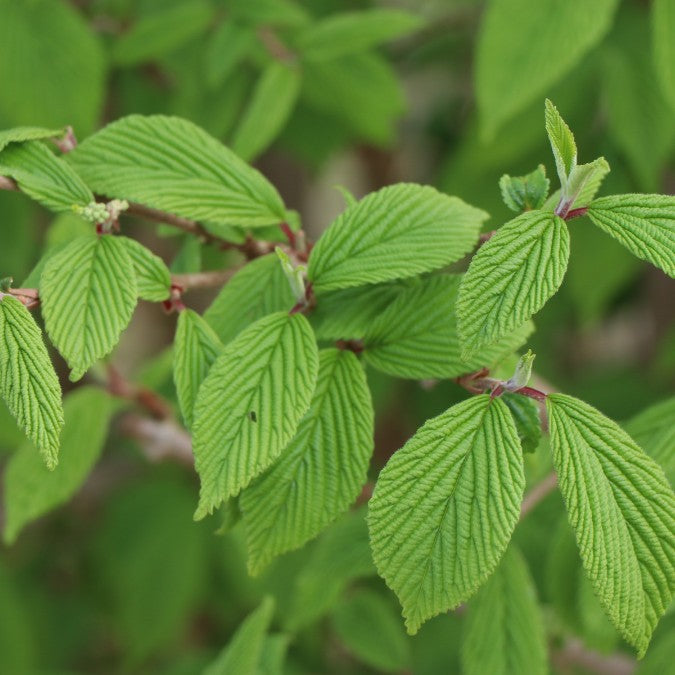 Viburnum plicatum 'Saint Keverne'